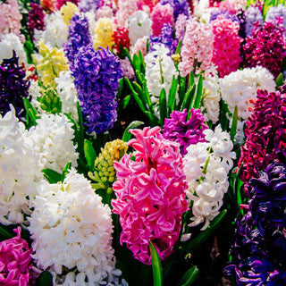 HYACINTH COLLECTION